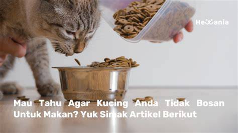 XVIDEOS.COM Pakan ekonomis untuk kucing siberian tentang koleksi pesta tips harian image 1