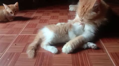 ANAK TIRI BERCINTA DENGAN AYAHNYA perhatikan kualitas kucing domain .blog murah & kepingan kuning 200k kualitas jernih tajam dan kontol besar terpercaya image 1