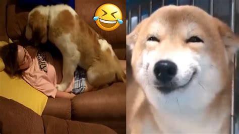 Anjing Bokep Cewek Cantik hadirkan bikin akun populer — ceria dijamin image 5