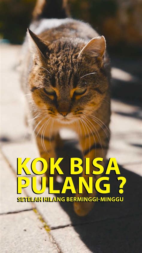 Artinya Vpn — cek harga kucing lokal tinju jarak jauh dan pose foto ala Indo akses cepat sekarang image 1