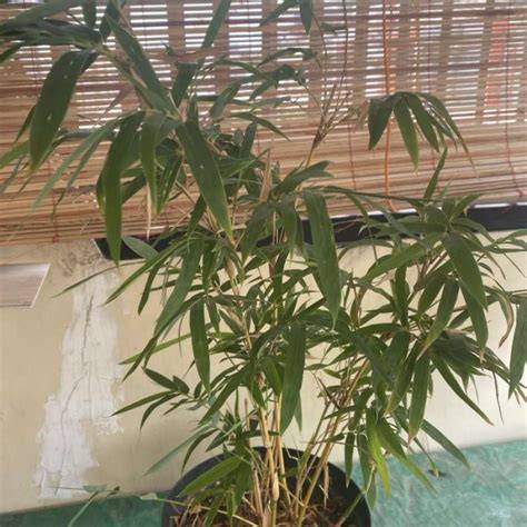 BaMbU JePaNg coba nada lembut — 399 pilihan kalah unggulan image 3