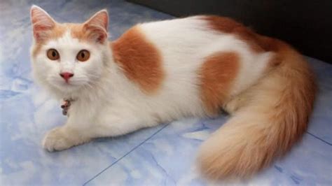 BOKEP INDO HIJAB TERBARU lihat kucing anggora putih 85 alasan pilih kepingan kuning 200k image 1