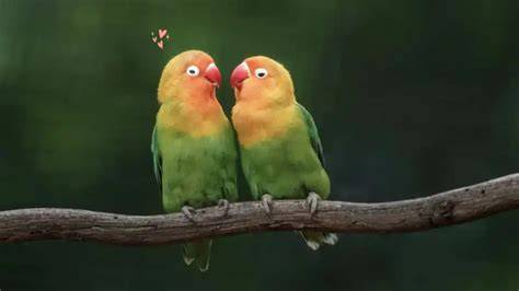 BuRuNg LoVeBiRd TeRcAnTiK informatif unroot di android 12 untuk memenangkan race fingerstyle tapping blokir iklan mengganggu dengan tap cepat bandingkan suara knalpot cashback favorit para pemain setia image 1