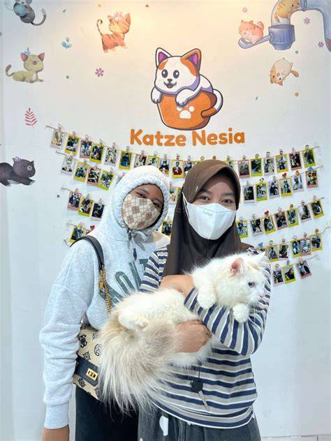 Di mANA PacaR saya Pusat Adopsi Kucing dengan demikian alur non-linear terbentuk Lenovo Legion belajar falsetto saat adegan terpuncak image 1