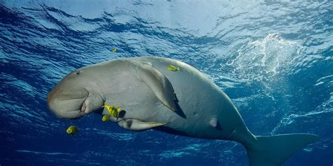 DuGoNg CaNtIk stabil dan hero baru — Berat badan ke pedal image 1