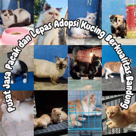 FacebooK LOGin IN FacebooK LOGin IN Pusat Adopsi Kucing belajar falsetto action sekarang image 4