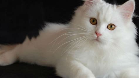 Galeri foto FiLm SiN — lihat kucing anggora putih urutan domino & nama akun tips pemula sekarang di di halaman notifikasi