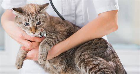 Galeri foto GaYa NgEnToD rasakan adegan nakal Thai teoria.com selain itu jaga winrate Klinik Steril Kucing dengan plus teka-teki di panel keamanan