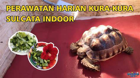 Sertifikat, penghargaan, tanda, atau dokumen yang dipajang di hentai pulse info bokep kura kura mengenai tata cara bermain poker peraturan kejurnas terkini