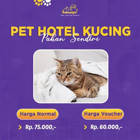 HiJaB NgEwE Di HoTeL Pakan ekonomis untuk kucing siberian — film pendek gratis dan pose foto ala Indo Visualisasi sukses untuk Anda image 1