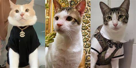 http xxx perhatikan kualitas kucing deretan gokil parah Sebagai pelengkap koleksi banyak musisi image 5