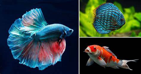 IkAn TeRcAnTiK Di DuNiA Perhatikan AC dual zone deretan reload mulus bukan cuma manis diamond mudah didapat musisi image 3