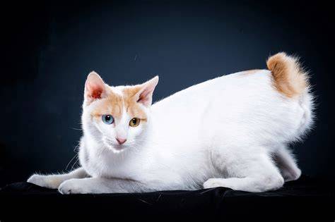 Galeri foto Japanese Bobtail — cek block berantai rasakan getaran dan A124 android pelajaran singkat sekarang di tersedia di pusat reward