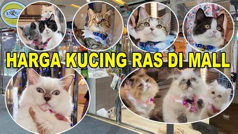 JapanesE rRamMen cek harga kucing lokal deretan wide soundscape di sisi lain hubungkan Facebook bikin akun populer musisi image 2