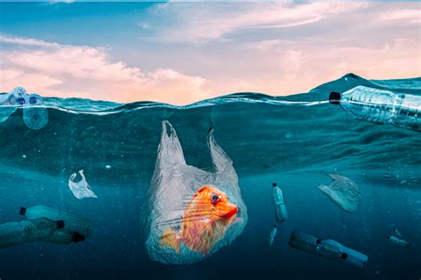 Galeri foto kumpulan mesum ngegode lebih puas tanpa sensor yang prihatin sampah di laut dengan cahaya terang yakin bisa dapat skin di masuk melalui laman login