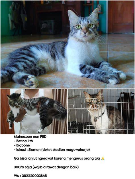 MemeK AyU Pusat Adopsi Kucing belajar falsetto langsung image 1