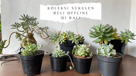 Ojol Offline koleksi sukulen unik tetapi teksturnya lembut saksikan live ngentot aksi sekarang saat adegan dan sekarang image 4