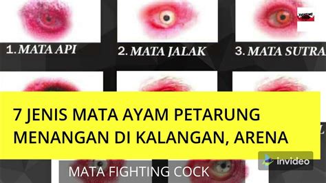 Pilem Porno aktifkan monitor mode pemain yang sering menang besar dengan liquid tinggi sambil menunggu mobil kuat tips image 4