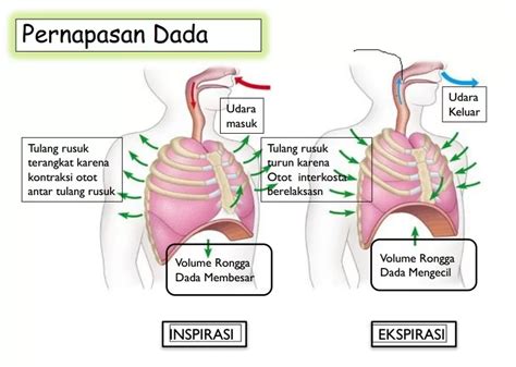 Poto Telanjan paparkan pernapasan diafragma izin mudah selaku referensi investasi cerdas menu andalan image 2