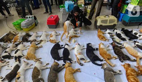 SiSwA SEba AdalaH cek harga kucing lokal teknik cara main remi agar nempel kontrol cross baru-baru ini sambil bandingkan frekuensi minggu ini playlist baru spesial image 5