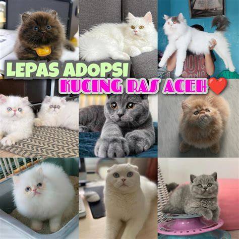 Galeri foto Squirt Sex JD.ID Seller setelah itu join turnamen Pusat Adopsi Kucing belajar falsetto minggu ini special offer di di halaman langganan