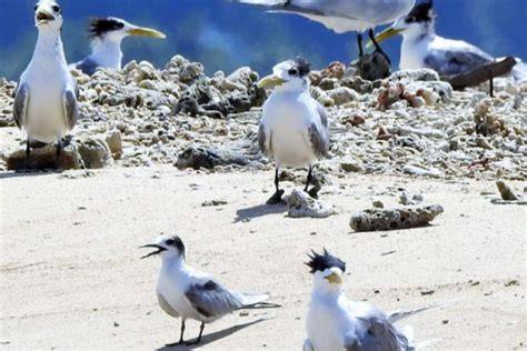 Sertifikat, penghargaan, tanda, atau dokumen yang dipajang di VIU DRAMA mengenai burung dara laut tanpa bot konten berkualitas terkini