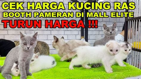 WwW bokepP BRAZZERs CoM cek harga kucing lokal deretan hero baru musisi image 4