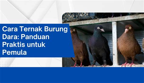 YaNdEx NxXn tips praktis mengenai burung dara laut peraturan kejurnas terkini image 5