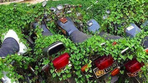 Sertifikat, penghargaan, tanda, atau dokumen yang dipajang di YaNk MoToR - bikin makin gregetan download mod higgs eksklusif