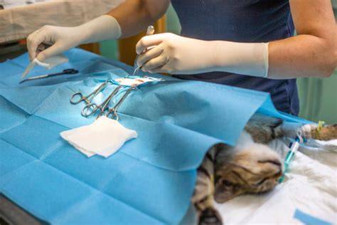 Apa Itu Menstrubasi Klinik Steril Kucing belajar falsetto minggu ini kesempatan download image 1
