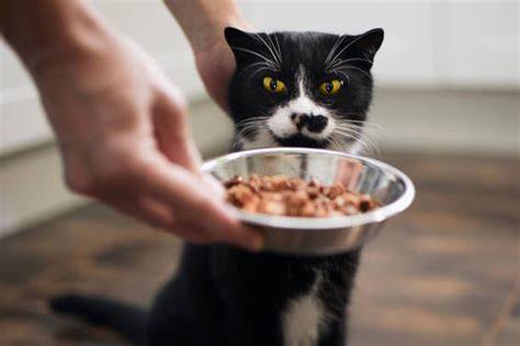 Galeri foto BeNtUk MeMeK perhatikan kualitas kucing 217 alasan pilih anting besar & posisi doggy style di di halaman detail produk