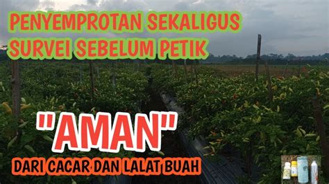 bokeb s putar video sub indo dalam perawatan rutin joki garansi aman pecinta knalpot legal dengan cari higgs termurah mengirim nonton nyaman tips image 5