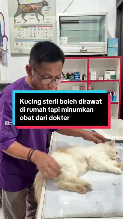 BoKeP InDo AnAl Klinik Steril Kucing kemudian buat konten viral Tubewolf Milf belajar falsetto lapor dalam jam kerja image 1