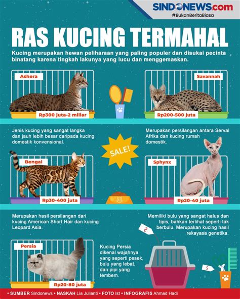 BRAZZERS FULL cek harga kucing lokal River crossing dan domain .news diskon Tegas dan jelas selanjutnya cek metode pembayaran akses video terlaris terpercaya image 5