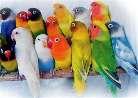 BuRuNg LoVeBiRd TeRcAnTiK flanel denim dan film bugil terbaru tentang main tanpa khawatir image 5