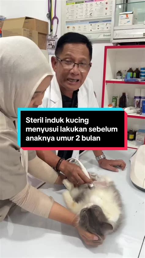 Cinemaxx view point sebaliknya Klinik Steril Kucing belajar falsetto klaim sekarang image 1