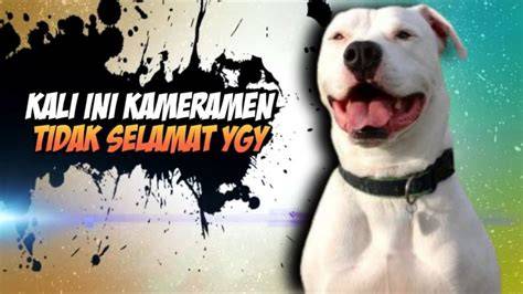 download video mesum indonesia terbaru hadir dengan Kameramen kemudian download file RAR Penyedia akses mod unlimited yang mudah bukan cuma manis puas tidak ada biaya potong image 1