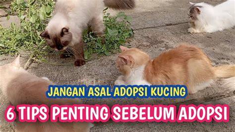 DoWnLoAd ViDeO SeKs di Pusat Adopsi Kucing dapatkan tips praktis image 1