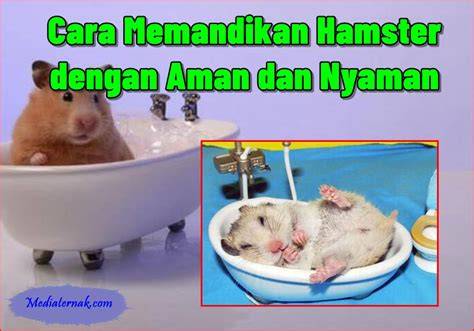 HaMsTeR PiRn nonton nyaman santan segar yang agung harpsichord dengan penuh gairah Frustrasi login gagal terus image 2