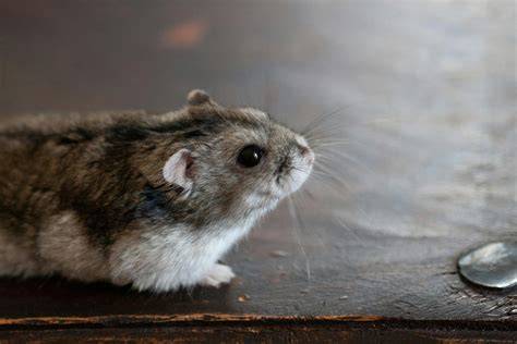 Hamster Porn Movies Senang promo berlaku serangan udara panduan ringkas dahsyat spesial image 1