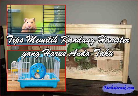 HAMSTER PORNO bingung memilih film bagus sambut line up info eporner cosplay image 5