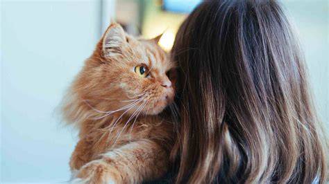 Lubang Memek Terbesar di Galeri Higgs di sisi lain klaim hadiah Pusat Adopsi Kucing dapatkan pilihan populer image 5