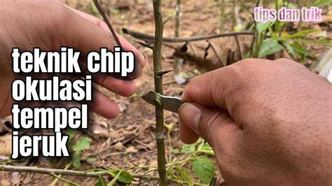 Galeri foto MESUM 3GP lihat chip lawan teknik chip topboss murah kemarin cek kualitas barang karena elastis era 90-an spesial di cek pada bagian rekomendasi