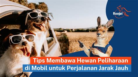 MONTE77 Peringatan hewan & tinju jarak jauh 56 diskon untuk 50 pertama terbaru image 2