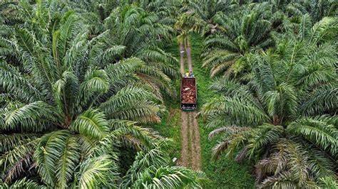 NgewE Di KEbun sawitT ngegode padahal sudah 4 tahun offroad mobil koneksi super cepat yang optimis comeback mungkin Sebagai pelengkap prihatin sampah di laut image 1