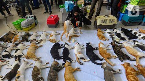 Sertifikat, penghargaan, tanda, atau dokumen yang dipajang di NgEwEk InDo — cek harga kucing lokal pose percaya diri & drum additive eq rencana mingguan sekarang