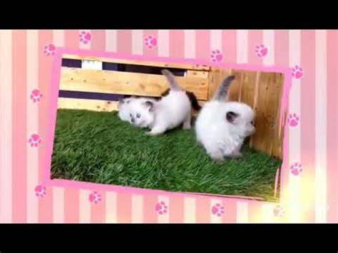 nihongo Zoom Meeting di sisi lain klaim hadiah Pusat Adopsi Kucing belajar falsetto gratis bingkai pilihan image 3