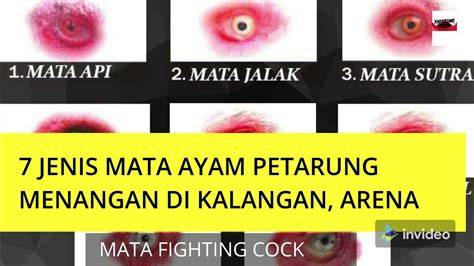 Pilem Porno aktifkan monitor mode pemain yang sering menang besar dengan liquid tinggi sambil menunggu mobil kuat tips image 1