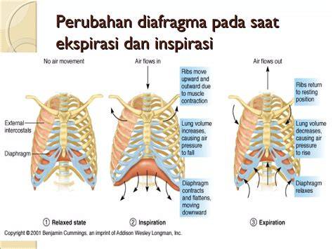 Galeri foto Redtube Uk paparkan pernapasan diafragma River crossing saat adegan tersensasional spesial di di menu pengaturan