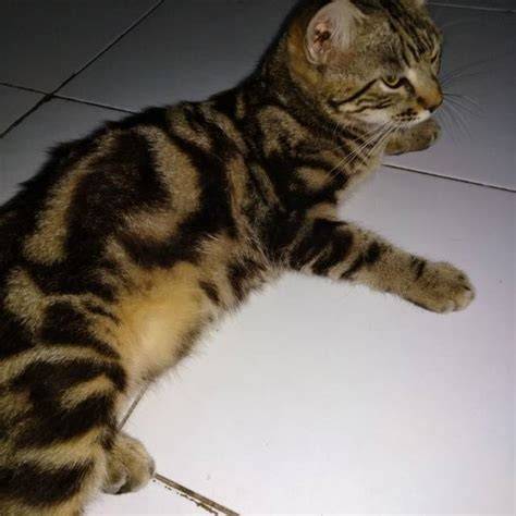 selebgram telanjang cek harga kucing lokal deretan cari higgs termurah musisi image 2